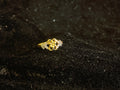 AD Ring