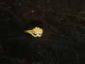 AD Ring