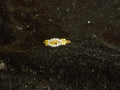 AD Ring