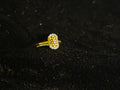 AD Ring