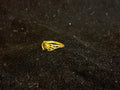 AD Ring